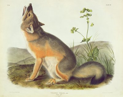 Swift Fox, Plate 52 from 